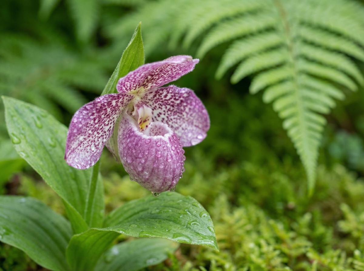 大象传媒植物短视频